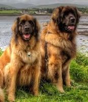 What is a really unique breed of dog? Any friendly, unique, preferably BIG breeds I should know about? What is a really unique breed of dog? Any friendly, unique, preferably BIG breeds I should know about?