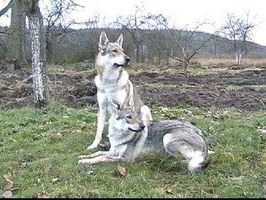 Guess the breed everyone! Hey! came back with dog breed questions! So what dog is this? Guess the breed everyone! Hey! came back with dog breed questions! So what dog is this?