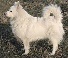 Just read my description! Everybody loves dogs so I will ask a lot of questions to test your brains. What type of dog is the picture? Where did the breed come from? Is that dog in the same catagory as the Pomeranian? Do you know what other colours it comes in? Do you think that the dog is cute? Thank you! Just read my description! Everybody loves dogs so I will ask a lot of questions to test your brains. What type of dog is the picture? Where did the breed come from? Is that dog in the same catagory as the Pomeranian? Do you know what other colours it comes in? Do you think that the dog is cute? Thank you!