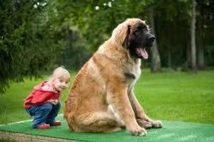 What jobs would Leonbergers have? I'm not sure, I know that they pull carts, but that's all. What jobs would Leonbergers have? I'm not sure, I know that they pull carts, but that's all.