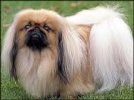 what dog is this? part 4 this is so cute so guess away what dog is this? part 4 this is so cute so guess away