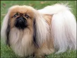 what dog is this? part 4 this is so cute so guess away what dog is this? part 4 this is so cute so guess away