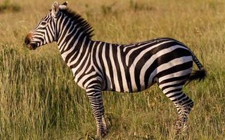 Can zebras be domesticated and trained? Can zebras be domesticated and trained?