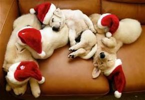 What did you get for Christmas? (1) I really want to know what you got for Christmas! Any favorites? What did you get for Christmas? (1) I really want to know what you got for Christmas! Any favorites?