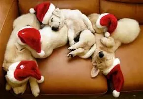 What did you get for Christmas? (1) I really want to know what you got for Christmas! Any favorites? What did you get for Christmas? (1) I really want to know what you got for Christmas! Any favorites?
