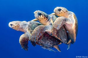 do you like turtels? do you like turtels?