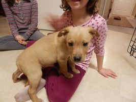 Is my dog normal or is this really wierd? Do u think shes cute? My dog is afraid of hula hoops, and when i make noises with my mouth, the jumps and tries 2 bite me. Is this wierd? Also, u c her pic, think shes cute? answer 1 or both of these questions! PLZ! Is my dog normal or is this really wierd? Do u think shes cute? My dog is afraid of hula hoops, and when i make noises with my mouth, the jumps and tries 2 bite me. Is this wierd? Also, u c her pic, think shes cute? answer 1 or both of these questions! PLZ!