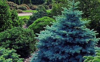Do tree's or plants ever die from old age? Do tree's or plants ever die from old age?