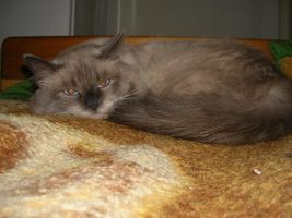 What would be a good cat toy for a 10 year old cat? I was wondering what jungle gyms and toys are good for a big cat. Perhaps someone can post links to a few good products! Thank you in advance What would be a good cat toy for a 10 year old cat? I was wondering what jungle gyms and toys are good for a big cat. Perhaps someone can post links to a few good products! Thank you in advance