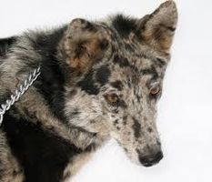 What breed is this type of dog? The only clue I'll give is it's a mixed breed. And ps. I know what breed it is kellygirl2! What breed is this type of dog? The only clue I'll give is it's a mixed breed. And ps. I know what breed it is kellygirl2!
