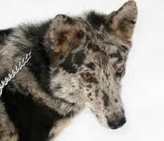 What breed is this type of dog? The only clue I'll give is it's a mixed breed. And ps. I know what breed it is kellygirl2! What breed is this type of dog? The only clue I'll give is it's a mixed breed. And ps. I know what breed it is kellygirl2!