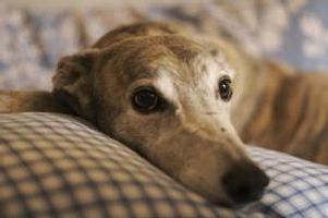 Random Facts About Greyhounds! Can you give me some interesting facts about the 2nd fastest animal in the world...Greyhound! Random Facts About Greyhounds! Can you give me some interesting facts about the 2nd fastest animal in the world...Greyhound!