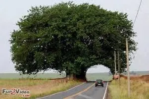 What do you think of this tree? I wanted to know if qfeasters like or dislike this tree!, make sure you answer! What do you think of this tree? I wanted to know if qfeasters like or dislike this tree!, make sure you answer!