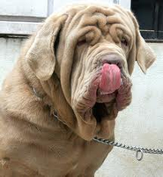 what type of dog is this? (2) well again think about the question what type of dog is this? (2) well again think about the question