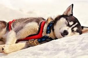 Who here loves canines ? I love dogs so much. Do you? And what is your favourite breed? And answer this question. Is a humans mouth cleaner than a dogs? Who here loves canines ? I love dogs so much. Do you? And what is your favourite breed? And answer this question. Is a humans mouth cleaner than a dogs?