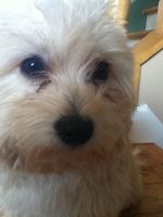 Can you guess the name of my grandparent's dog? I will follow the winner! Here is a picture of her! Can you guess the name of my grandparent's dog? I will follow the winner! Here is a picture of her!