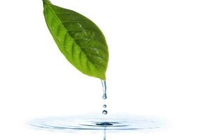 What should my profile background look like? I have it currently on a tiled leaf but what should i make it instead or should i keep it? What should my profile background look like? I have it currently on a tiled leaf but what should i make it instead or should i keep it?