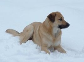 What breed of dog do you think this is? What breed of dog do you think this is?
