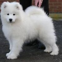What would you call this dog? I think that this dog is a Delilah! What about you? What would you call this dog? I think that this dog is a Delilah! What about you?