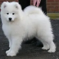 What would you call this dog? I think that this dog is a Delilah! What about you? What would you call this dog? I think that this dog is a Delilah! What about you?
