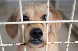 I want to let this puppy out! Do you want to let this little puppy out? Lets stop neglection together! I want to let this puppy out! Do you want to let this little puppy out? Lets stop neglection together!