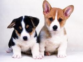 what dog is this? part 3 do you know this little puppy? what dog is this? part 3 do you know this little puppy?
