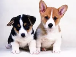 what dog is this? part 3 do you know this little puppy? what dog is this? part 3 do you know this little puppy?