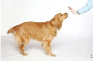 What tricks can I teach my dog? I was just wondering because he is a small dog (schnoodle) and he does not have the intellegence to to specific tricks that bigger and intelligent dogs would be able to do. What tricks can I teach my dog? I was just wondering because he is a small dog (schnoodle) and he does not have the intellegence to to specific tricks that bigger and intelligent dogs would be able to do.