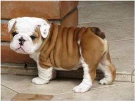 What is your favourite type of dog? What is your favourite type of dog?