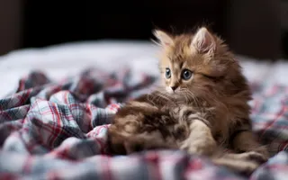 What Should I Call My Followers? (4) I just thought Dashys was a little boring. :3 What Should I Call My Followers? (4) I just thought Dashys was a little boring. :3