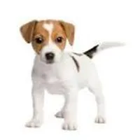 do you know me answer my question! what is my dog called? the closest guess will get a prize of me making them a quiz! if there is cheating, then i will call it off! do you know me answer my question! what is my dog called? the closest guess will get a prize of me making them a quiz! if there is cheating, then i will call it off!