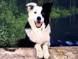 what dog is this? part 1 do you know rare and common breeds? what dog is this? part 1 do you know rare and common breeds?