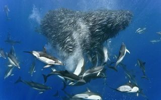 Which is more intelligent: sharks or dolphins? Why? Which is more intelligent: sharks or dolphins? Why?