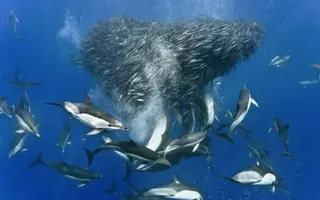 Which is more intelligent: sharks or dolphins? Why? Which is more intelligent: sharks or dolphins? Why?