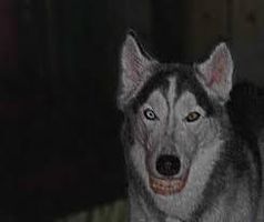 i gotta pic of smile dog and jeff aint in it cuz hes in my bed room ok so i just got this pic cuz jeff stole my bed room and im pissed off about that but this is smile dog i gotta pic of smile dog and jeff aint in it cuz hes in my bed room ok so i just got this pic cuz jeff stole my bed room and im pissed off about that but this is smile dog
