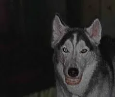 i gotta pic of smile dog and jeff aint in it cuz hes in my bed room ok so i just got this pic cuz jeff stole my bed room and im pissed off about that but this is smile dog i gotta pic of smile dog and jeff aint in it cuz hes in my bed room ok so i just got this pic cuz jeff stole my bed room and im pissed off about that but this is smile dog