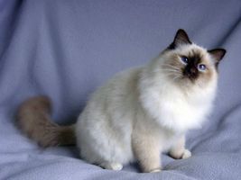 My cat is very active at night and keeps waking me up over and over. How can this be stopped? My cat is very active at night and keeps waking me up over and over. How can this be stopped?