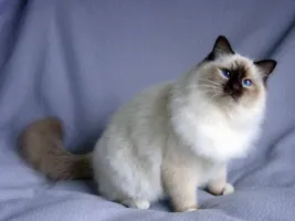 My cat is very active at night and keeps waking me up over and over. How can this be stopped? My cat is very active at night and keeps waking me up over and over. How can this be stopped?