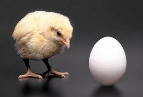 Did the chicken come first or did the egg? What came first? Did the chicken come first or did the egg? What came first?