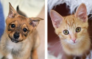 Would you rather have puppies take over the world or kittens? What if kittens or puppies were going to make humans their slaves? But the problem is the kittens and puppies are fighting over who would take over the world. Help them choose. Would you rather have puppies take over the world or kittens? What if kittens or puppies were going to make humans their slaves? But the problem is the kittens and puppies are fighting over who would take over the world. Help them choose.