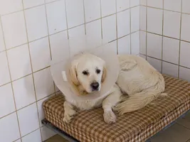 Do you think hurting dogs is wrong? I think hurting dogs is wrong Do you think hurting dogs is wrong? I think hurting dogs is wrong