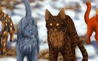 What was the ship you wanted in Warrior Cats? Of course you didn’t get that ship. Of course. But mine has to be..don’t judge me.. cinderxfire. And mistyxfire… What was the ship you wanted in Warrior Cats? Of course you didn’t get that ship. Of course. But mine has to be..don’t judge me.. cinderxfire. And mistyxfire…