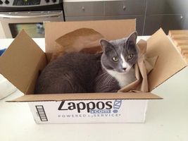 Why do cats like boxes? Why do cats like boxes?