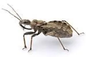 do insects sleep? Mammals do, birds do, heck even reptiles do. But do small bugs like crickets sleep? do insects sleep? Mammals do, birds do, heck even reptiles do. But do small bugs like crickets sleep?