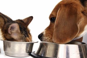 Have you ever eaten your cat / dog 's food? How was it? Have you ever eaten your cat / dog 's food? How was it?