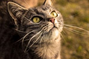 What might you name this cat? Kuna Lina Luna Kiki What might you name this cat? Kuna Lina Luna Kiki