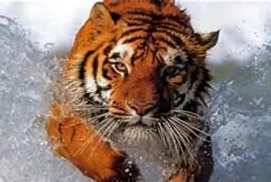 Why are some tiger's fur orange? is it their diet or something else? (srry im just bored:P) Why are some tiger's fur orange? is it their diet or something else? (srry im just bored:P)