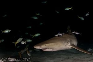 Do fishes see in deep ocean in darkness? Do fishes see in deep ocean in darkness?