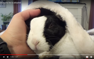 What do you do when your parents won't listen in an argument? Asked my dad if he ever saw a rabbit with a screaming face. Was referencing the video "telling my rabbit he's adopted." Dad thought I enjoyed listening to rabbits getting tortured because I said "screaming". Mind you, I'm a vegetarian, and have been since I was 6 years old, but apparently I'm an animal hater now and they won't listen. Kept asking "What the hell is wrong with you??" Can confirm that a bunny getting pet and making a strange face is, in fact, not torture or murder. They're doing a great job at making me feel like a shitty person :D heres the video cause god damn it I'm not a heartless person. How do I get them to stop yelling the second they see me and just listen?!? What do you do when your parents won't listen in an argument? Asked my dad if he ever saw a rabbit with a screaming face. Was referencing the video "telling my rabbit he's adopted." Dad thought I enjoyed listening to rabbits getting tortured because I said "screaming". Mind you, I'm a vegetarian, and have been since I was 6 years old, but apparently I'm an animal hater now and they won't listen. Kept asking "What the hell is wrong with you??" Can confirm that a bunny getting pet and making a strange face is, in fact, not torture or murder. They're doing a great job at making me feel like a shitty person :D heres the video cause god damn it I'm not a heartless person. How do I get them to stop yelling the second they see me and just listen?!?