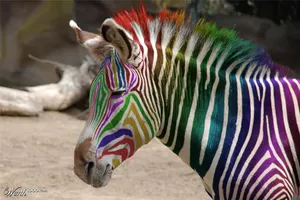 butterflyrainbowwarrior butterflyrainbowwarrior